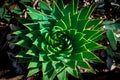 Aloe polyphylla